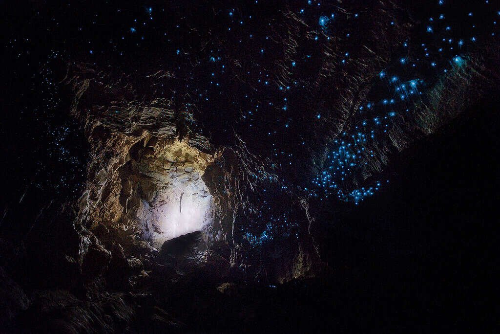 glowworm cave