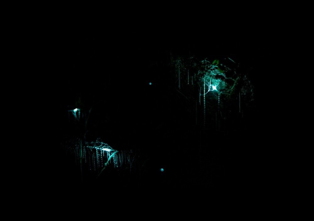 glowworm cave