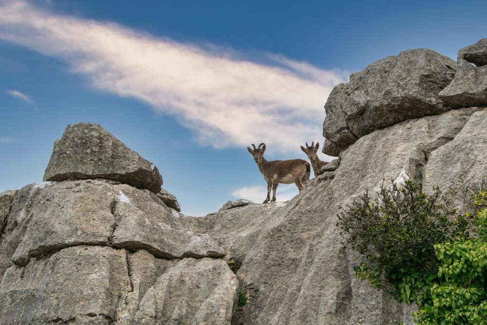 wildlife camping